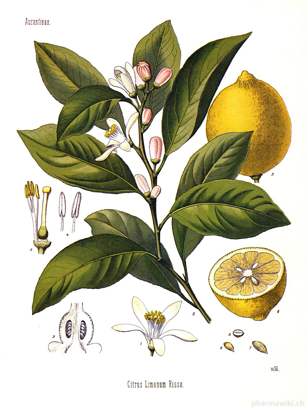 lemon lemon from pharmawiki.ch zitrone